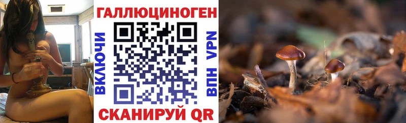купить закладку  Георгиевск  Галлюциногенные грибы Psilocybe 